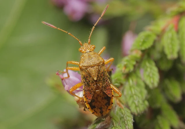 Rhopalus maculatus