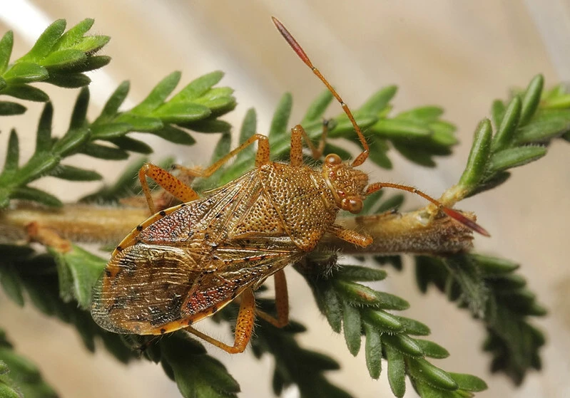 Rhopalus maculatus