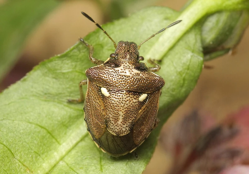 Eysarcoris aeneus - fémes feketefejű-poloska