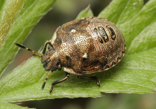 Eysarcoris aeneus - fémes feketefejű-poloska Eysarcoris aeneus - fémes feketefejű-poloska