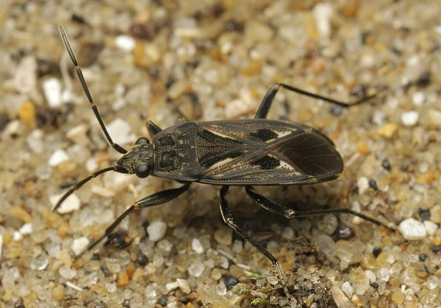 Rhyparochromus pini - avar-díszesbodobács