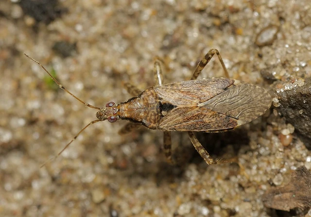 Himacerus mirmicoides - csalán-tolvajpoloska