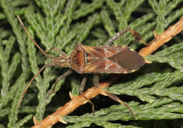 Leptoglossus occidentalis - nyugati levéllábú poloska Leptoglossus occidentalis - nyugati levéllábú poloska