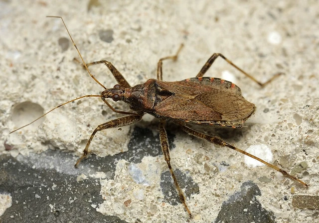 Himacerus apterus - nagy tolvajpoloska