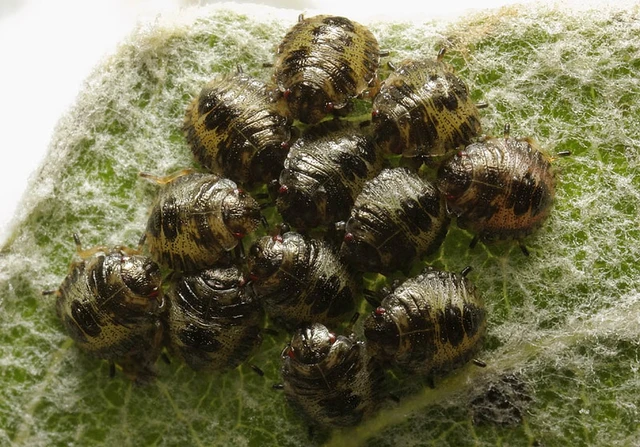 Pentatoma rufipes - vöröslábú címerespoloska Pentatoma rufipes - vöröslábú címerespoloska