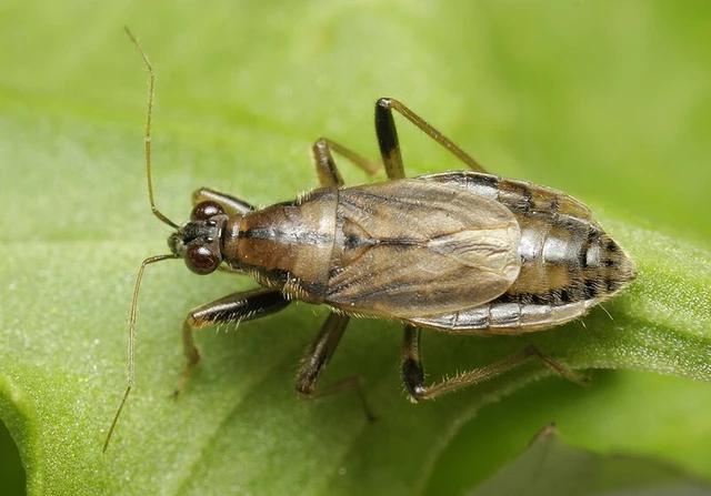 Stalia boops - nagyszemű tolvajpoloska