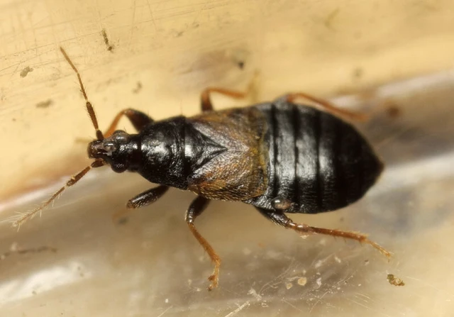 Xylocoris cursitans - szőrösfarú virágpoloska Xylocoris cursitans - szőrösfarú virágpoloska