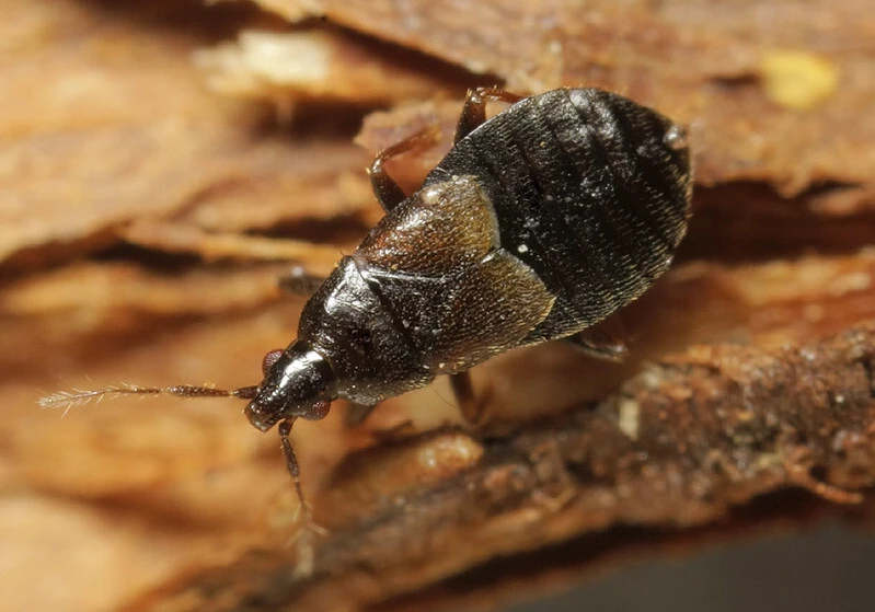 Xylocoris cursitans - szőrösfarú virágpoloska