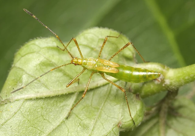 Metatropis rufescens - varázslófű-szúnyogpoloska