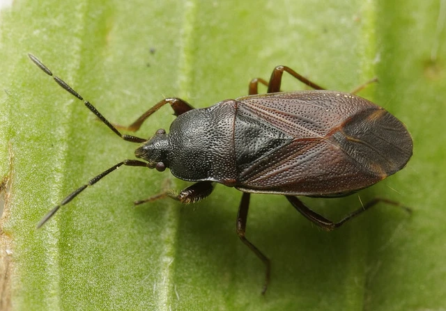 Drymus latus