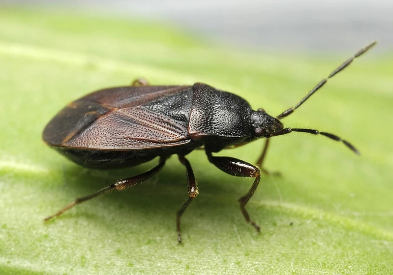 Drymus latus