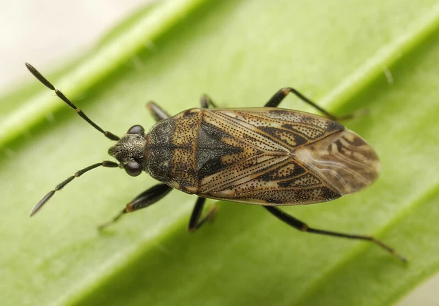 Peritrechus nubilus - homoki feketésbodobács