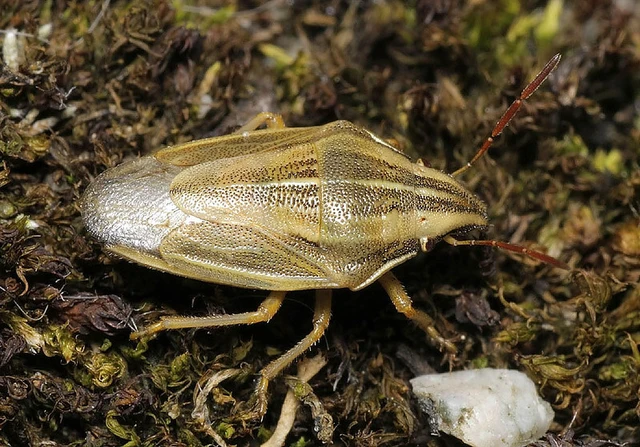 Aelia acuminata - közönséges szipolypoloska Aelia acuminata - közönséges szipolypoloska