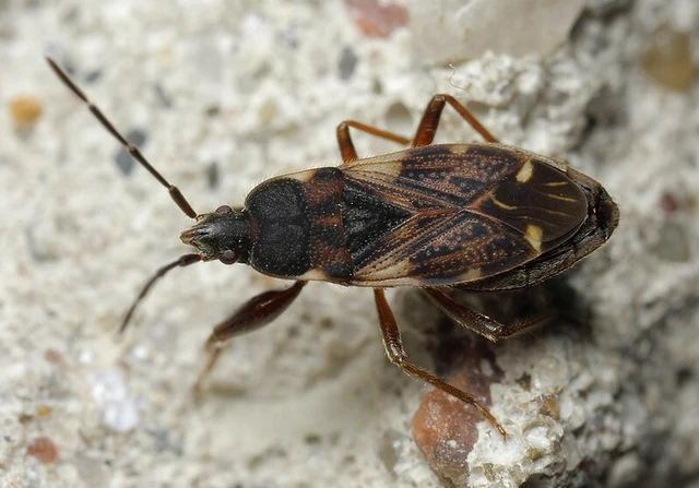 Eremocoris podagricus - gyakori avarbodobács
