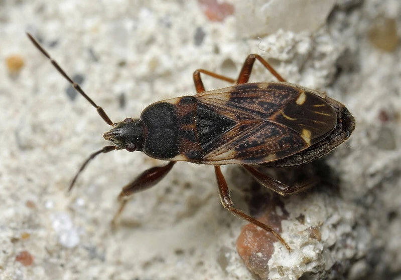 Eremocoris podagricus - gyakori avarbodobács