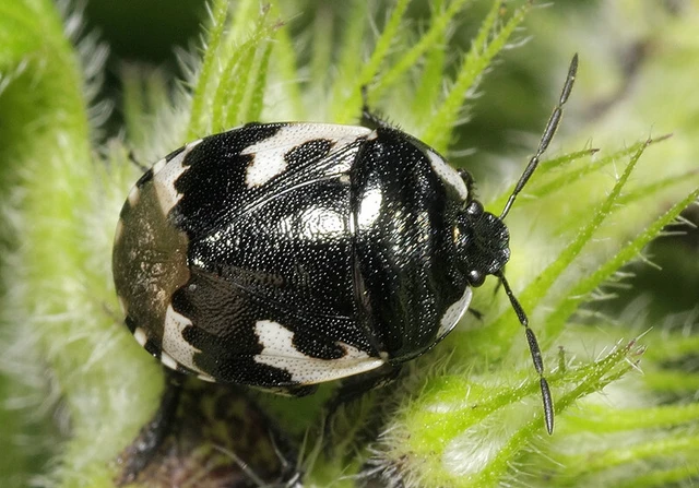 Tritomegas bicolor - foltos földipoloska