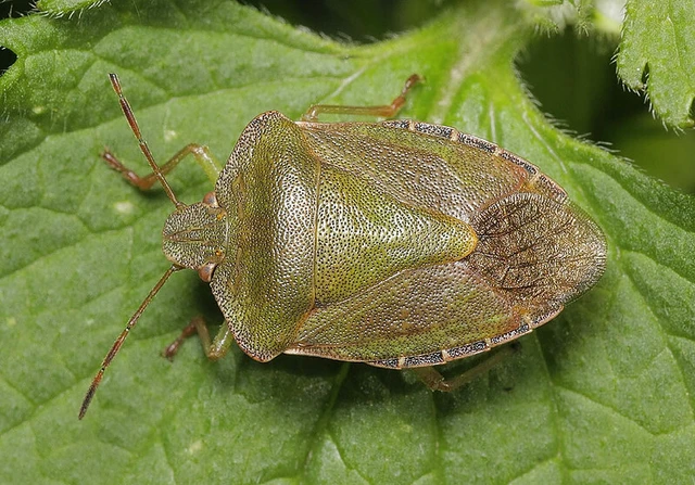 Palomena prasina - zöld bogyómászó-poloska Palomena prasina - zöld bogyómászó-poloska