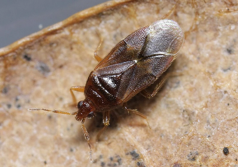 Cardiastethus fasciiventris
