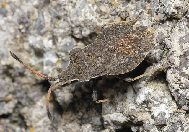 Enoplops scapha - feketés karimáspoloska