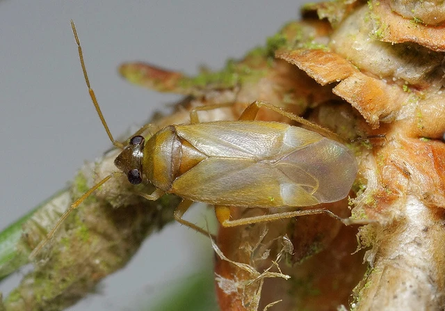 Plesiodema pinetella
