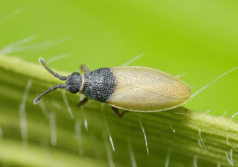 Agramma laetum