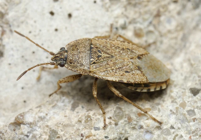 Emblethis denticollis
