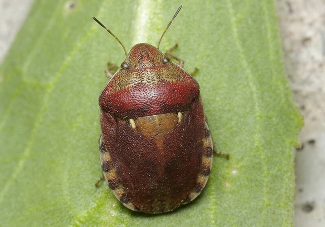Eurygaster maura - mórpoloska Eurygaster maura - mórpoloska