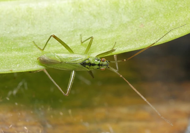 Teratocoris saundersi saundersi