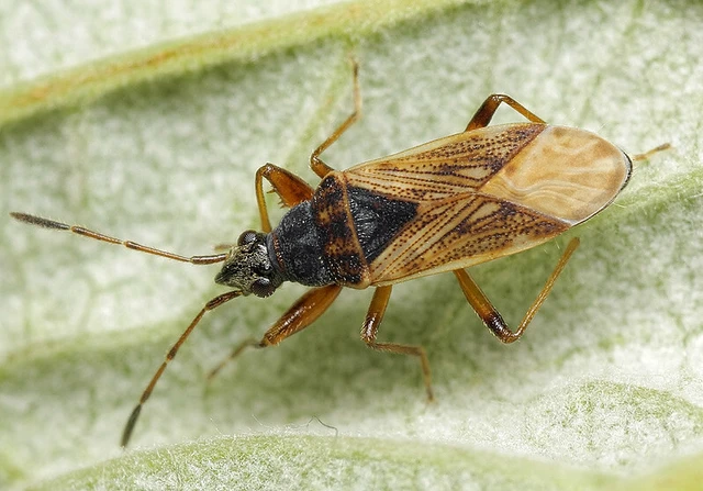 Pachybrachius fracticollis - nyakas bodobács