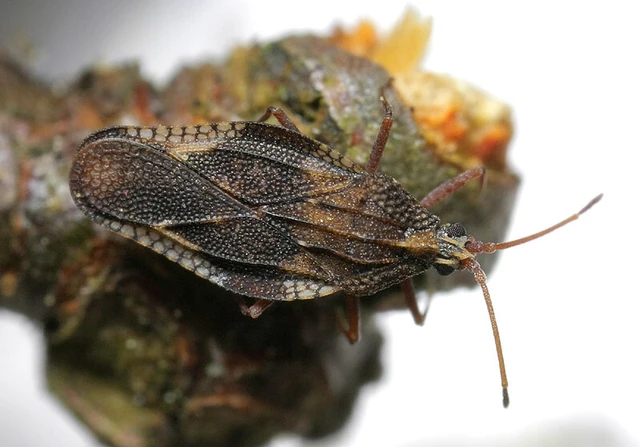 Physatocheila smreczynskii