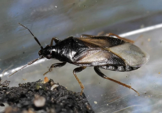 Xylocoris galactinus - melegágyi virágpoloska Xylocoris galactinus - melegágyi virágpoloska