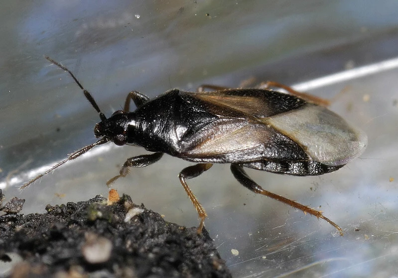 Xylocoris galactinus - melegágyi virágpoloska