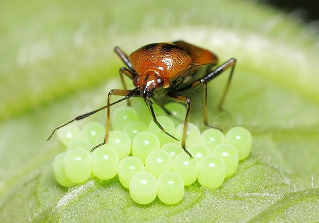 Deraeocoris ruber - vöröses mezeipoloska