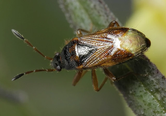 Lasiosomus enervis