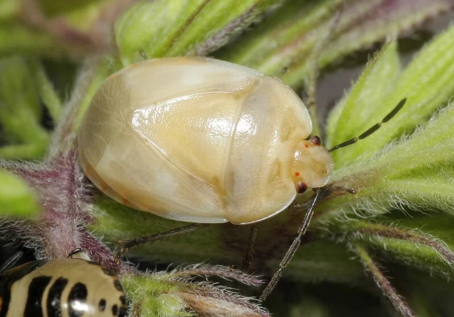 Tritomegas bicolor - foltos földipoloska