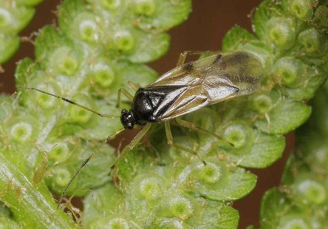 Bryocoris pteridis - harasztpoloska