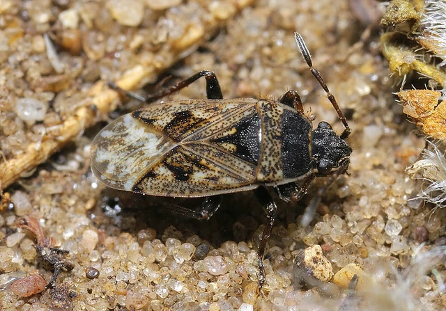 Sphragisticus nebulosus - foltos bodobács