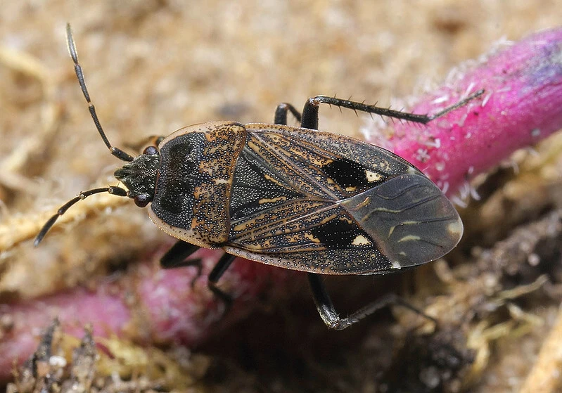 Graptopeltus lynceus - homoki díszesbodobács