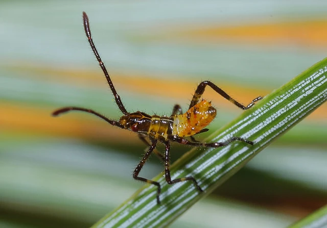 Leptoglossus occidentalis - nyugati levéllábú poloska Leptoglossus occidentalis - nyugati levéllábú poloska