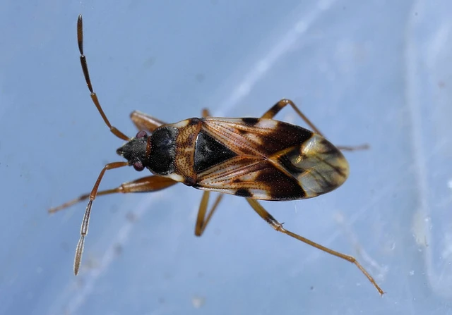Scolopostethus pictus