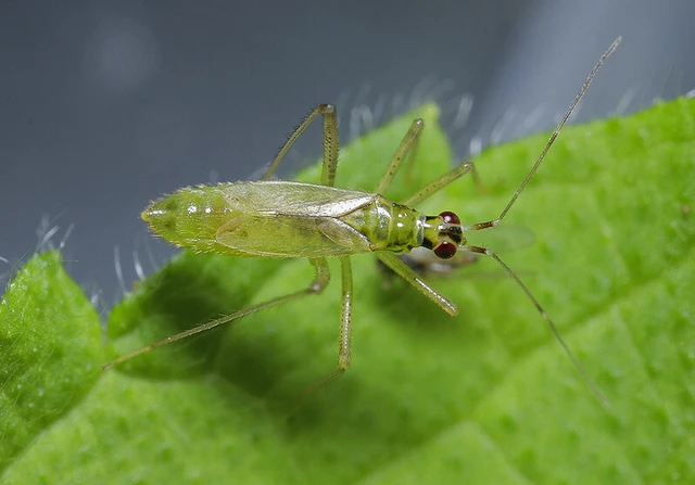 Dicyphus pallidus