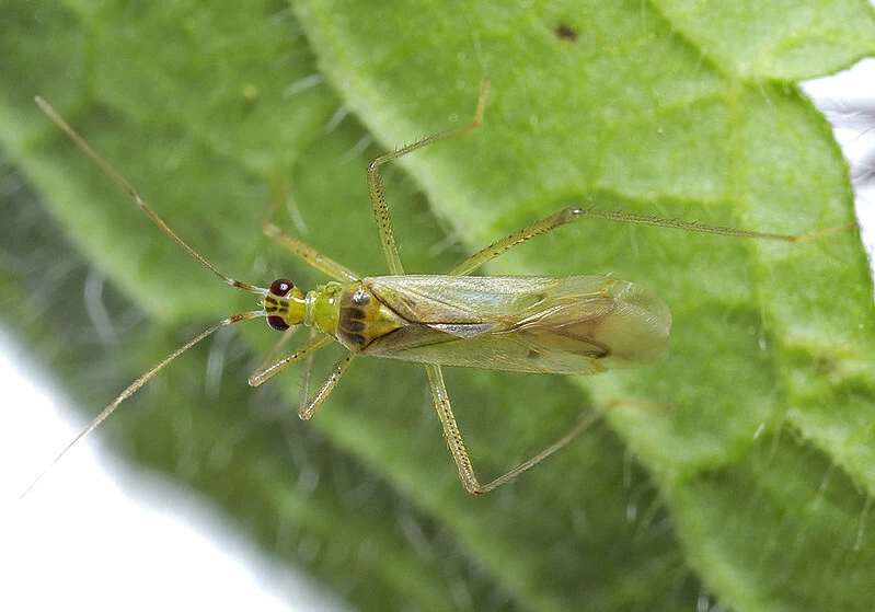 Dicyphus pallidus