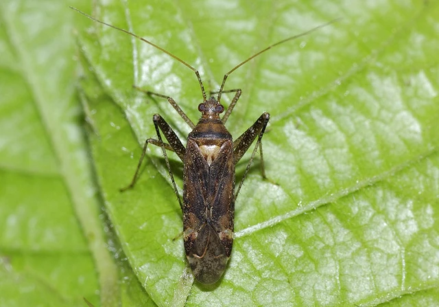 Phytocoris ulmi - szilfapoloska