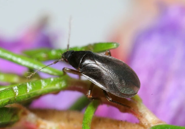 Ceratocombus coleoptratus