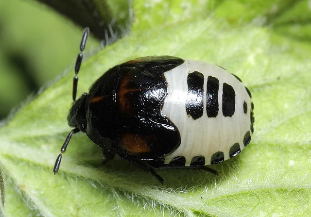 Tritomegas sexmaculatus - hatfoltos földipoloska