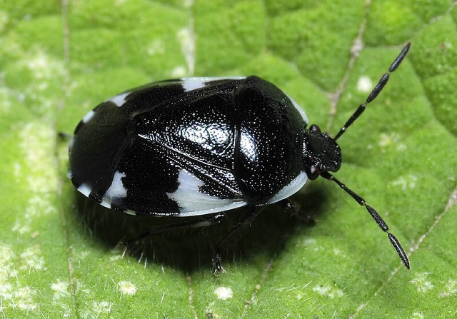 Tritomegas sexmaculatus - hatfoltos földipoloska