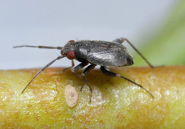 Chlamydatus evanescens