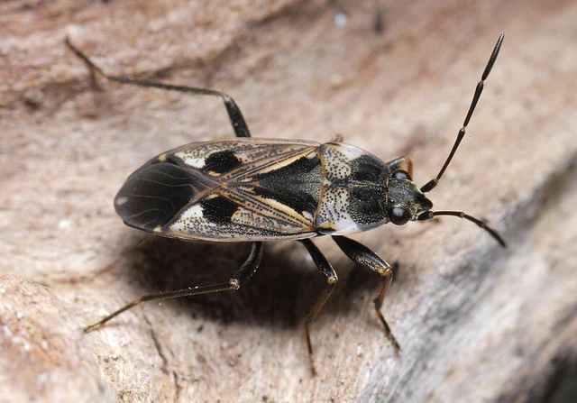 Rhyparochromus vulgaris - közönséges díszesbodobács