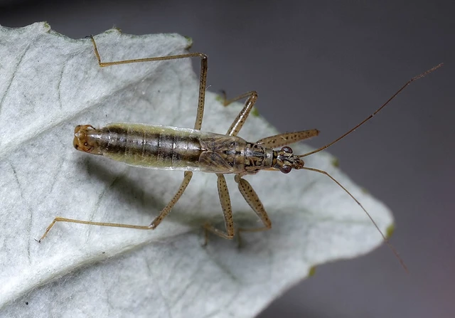 Nabis limbatus