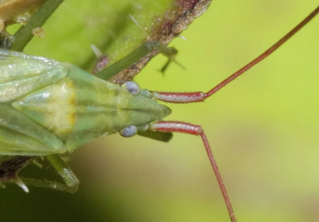 Trigonotylus caelestialium - vöröscsápú mezeipoloska